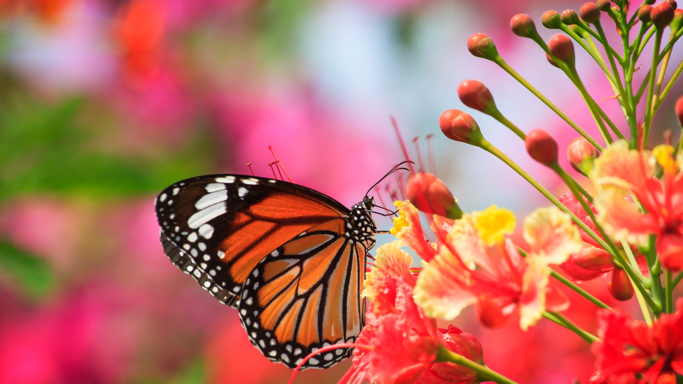 Butterfly Gardening