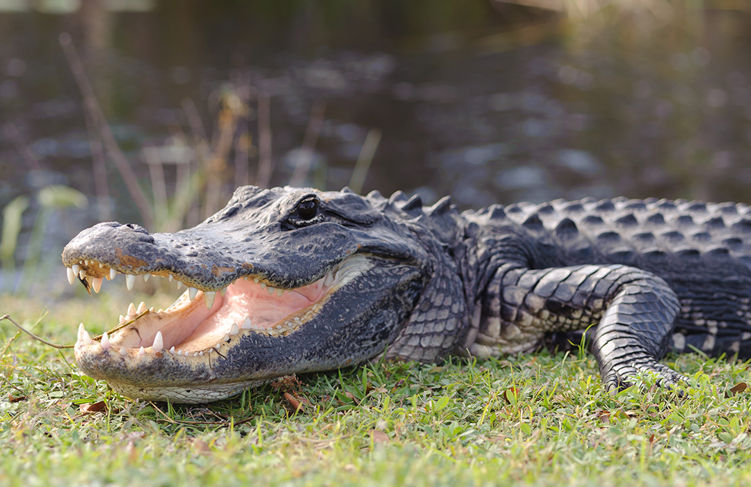 Animal Nuisance Alligator Animal Nuisance Alligator
