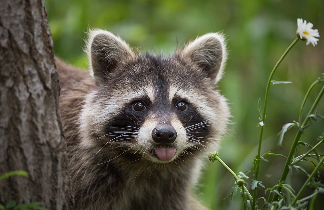 Animal Nuisance Raccoon Animal Nuisance Raccoon