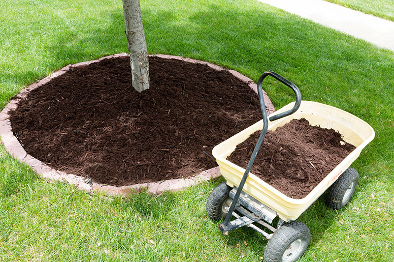 Tree Care Mulching Tree Care Mulching