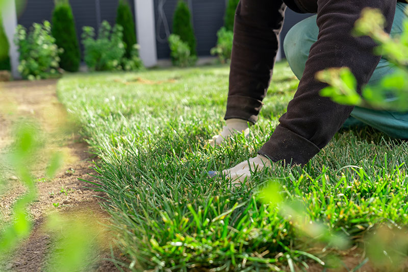 Tree Care Sod Tree Care Sod