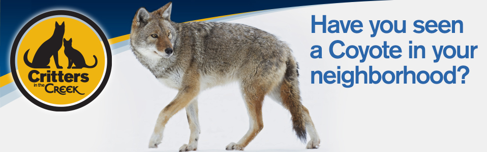 Animal Services - Coyotes in Your Neighborhood Animal Services - Coyotes in Your Neighborhood